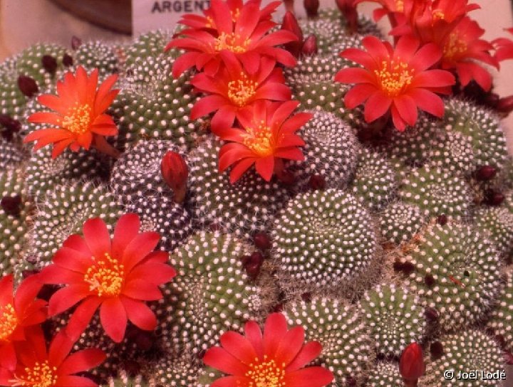 Rebutia krainziana JL-053